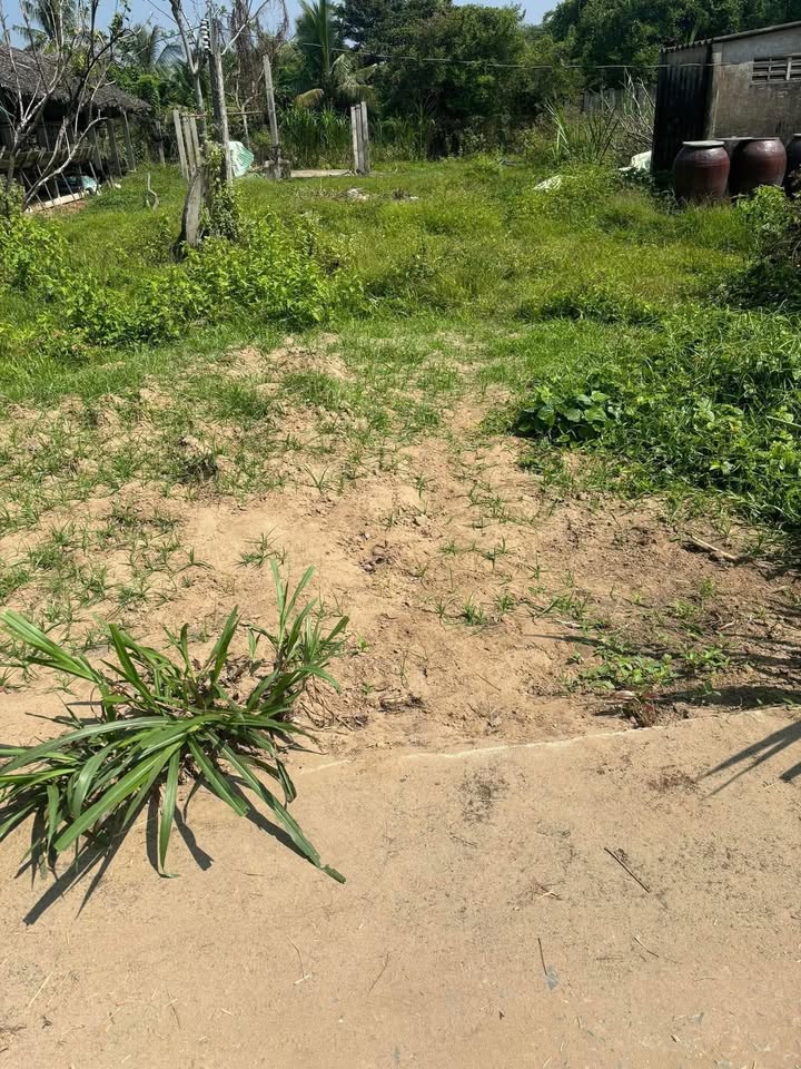 Đất thổ cư 200m² tại Đa Phước Hội, Mỏ Cày Nam giá 650 triệu - Đường xe 4 chỗ vào tận nơi!