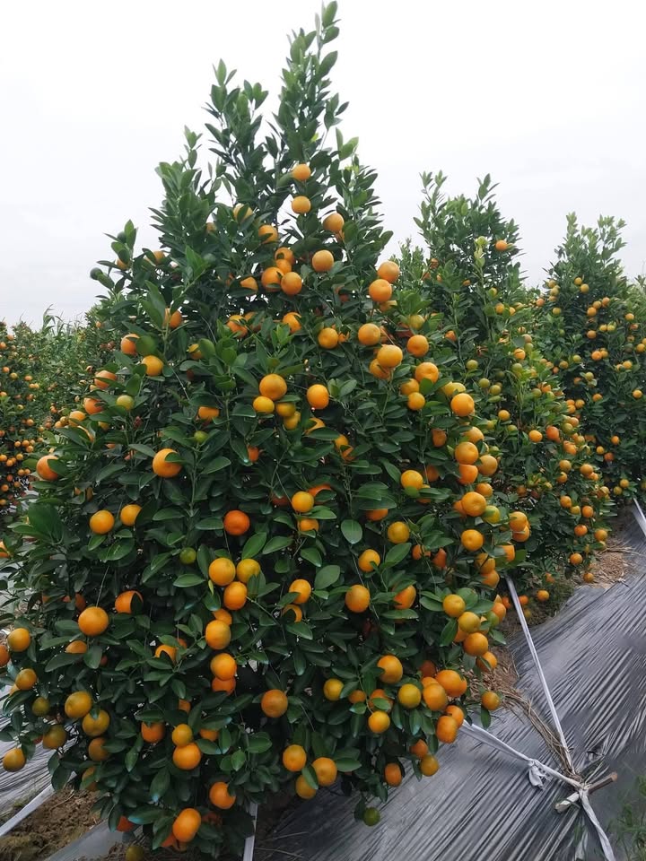 Đất thổ cư An Ký Trung, Quỳnh Minh, 155.6m² - Cơ hội đầu tư tuyệt vời!