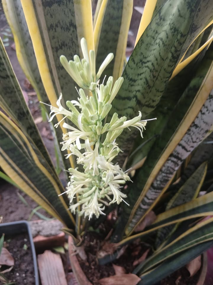 Đất thổ cư 102m² Thạnh Phú, Vĩnh Cửu chỉ 1.19 tỷ - Sổ đỏ chính chủ!