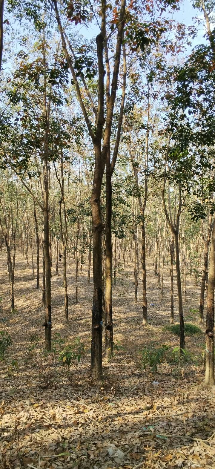 Đất Farm 6ha tại Phú Riềng - Giá chỉ 240 triệu - Nhà sẵn để ở!