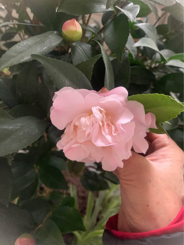 Đất nền dự án Việt Phát, đường Nguyễn Văn Linh 71m², giá 2.911 tỷ - Cơ hội đầu tư hiếm có!