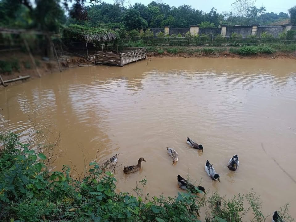 Đất nông nghiệp 7500m² tại Thôn 1, Quang Trung, Bỉm Sơn - Cơ hội đầu tư hấp dẫn!