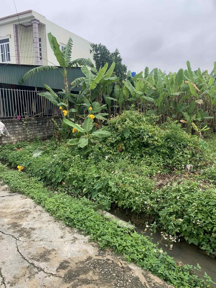 Đất thổ cư thôn Quần Nham 2, huyện Triệu Sơn 186m² - Giá tốt, pháp lý đầy đủ!