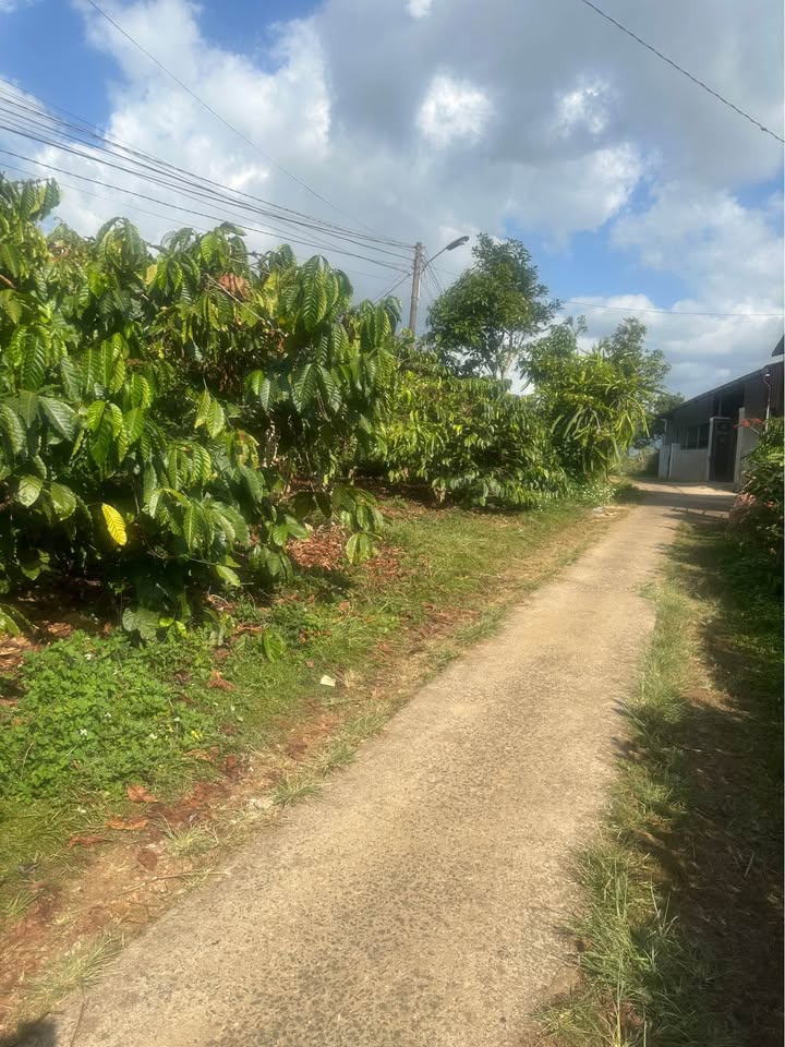 Đất thổ cư 320m² tại Thị trấn Di Linh - Giá chỉ 1,9 tỷ - Đầu tư sinh lời!