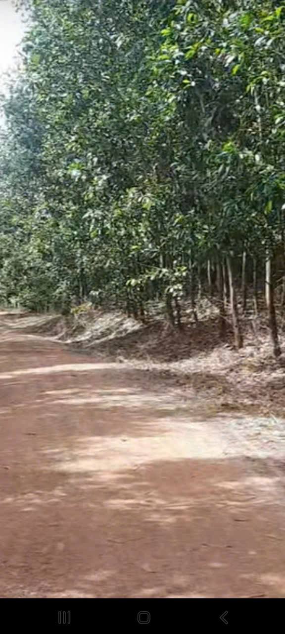 Đất Farm 16ha tại Tân Minh, Hàm Tân - Giá chỉ 1,2 tỷ, cơ hội đầu tư hấp dẫn!