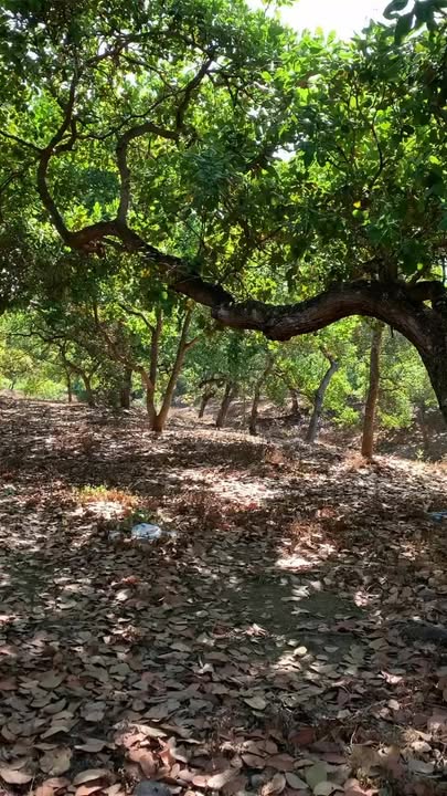 Đất nền 1ha tại xã Đồng Tâm, huyện Đồng Phú - Giá 1,5 tỷ - Sổ đỏ chính chủ!