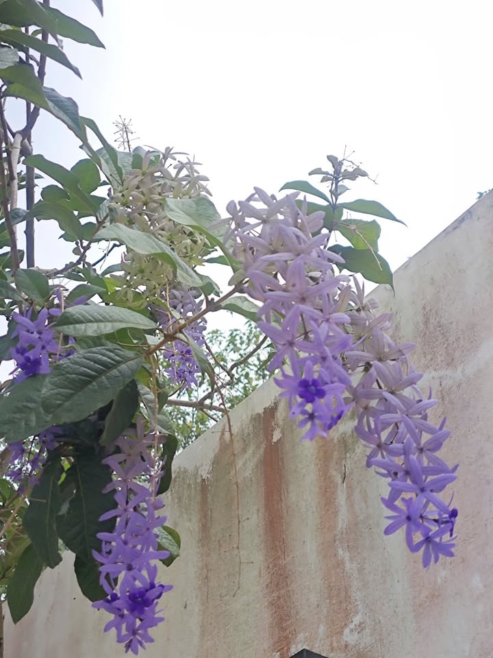 Đất thổ cư 100% tại Hòa Thắng 150m² giá chỉ 1.25 tỷ - Đầu tư sinh lời ngay!