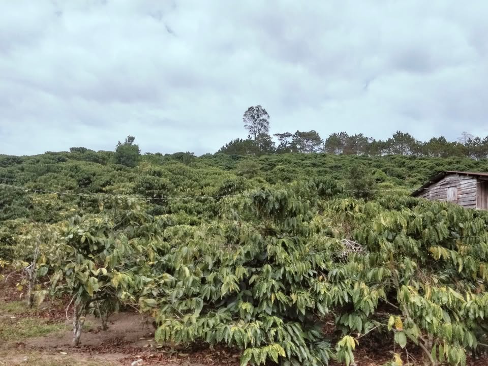 Đất nền Đam Rông 25.000m² giá 5 tỷ - Sẵn sàng giao dịch ngay!