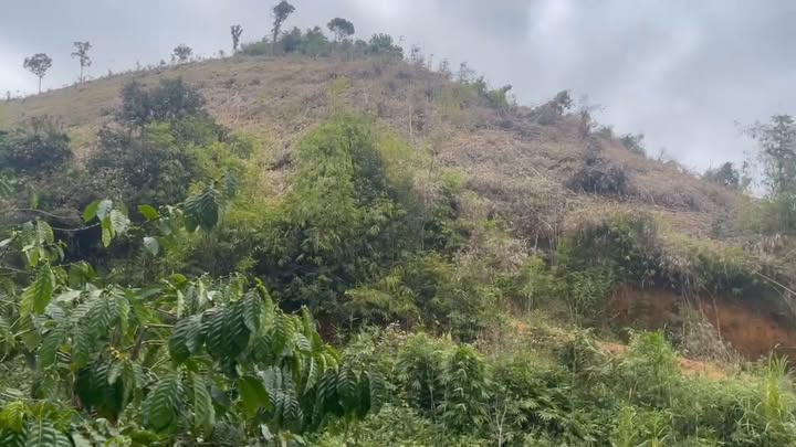 Đất nền 7 hecta tại xã Quảng Hòa, huyện Đắk Glong, giá chỉ 400 triệu - Cơ hội đầu tư hấp dẫn!