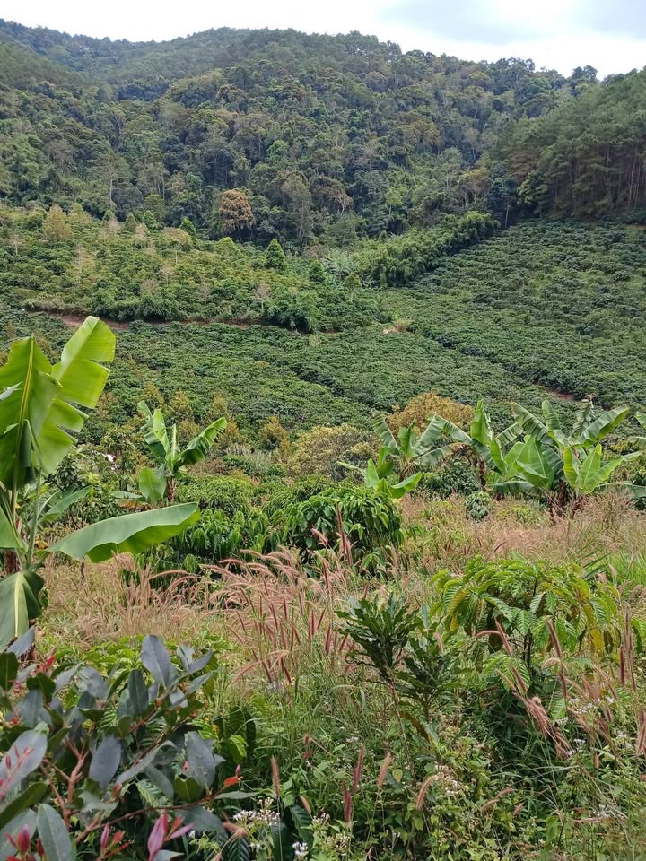 Đất nền Hòa Bắc, Di Linh, Lâm Đồng 7200m² giá 72 tỷ - Cơ hội đầu tư sinh lời!