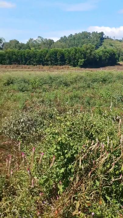 Đất nền Xã Bình Giã, Huyện Châu Đức 2304m² giá 2.88 tỷ - Sổ đỏ chính chủ, đường nhựa rộng rãi!