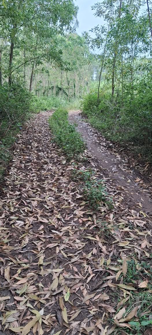 Đất nền Bình Hòa 1800m² giá thỏa thuận - Đầu tư sinh lời ngay!