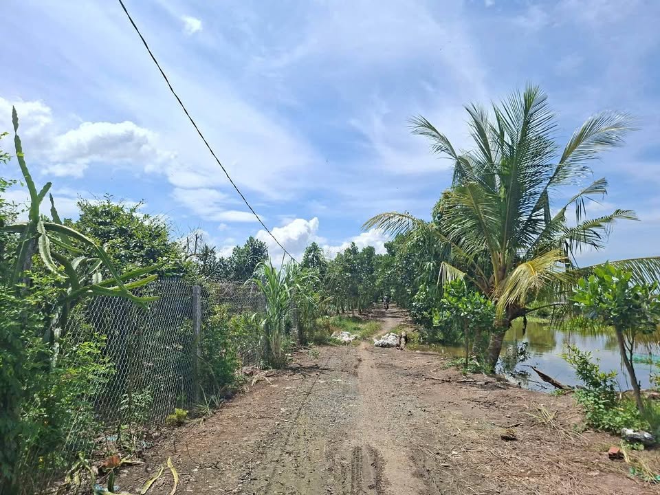 Đất lúa 26.000m² xã Trường Xuân, huyện Tháp Mười giá 3.9 tỷ - Đường xe ba gác thuận tiện!