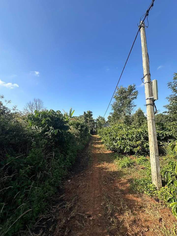 Đất nông nghiệp Phường Tân An 2952m² giá chỉ 1.25 tỷ - Cơ hội đầu tư hiếm có!