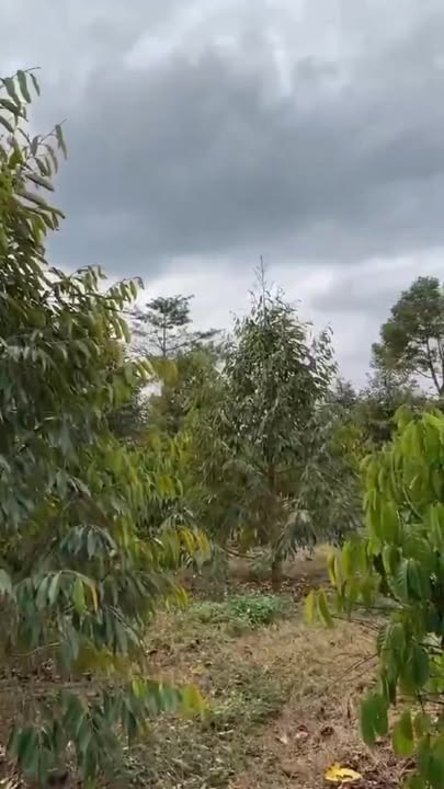 Farm 5 sào tại Cư Knia, Đắk Nông giá 1.155 tỷ - Tiềm năng sinh lời cao!