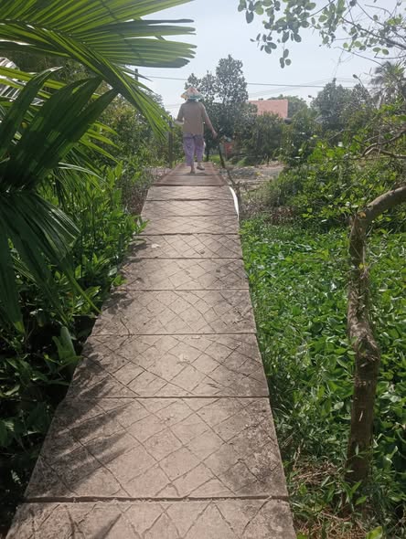 Farm 4.000m² tại Mỹ Thành Nam, Cai Lậy, Tiền Giang - Cây mít cho thu hoạch ngay!