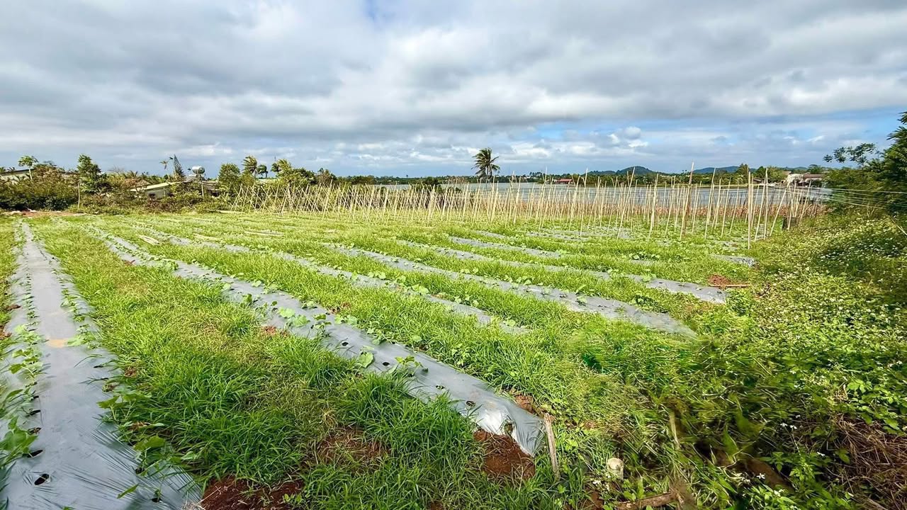 Đất cho thuê tại xã Băng A Drênh, 1440m² chỉ 2 triệu/tháng - Đầu tư sinh lời!