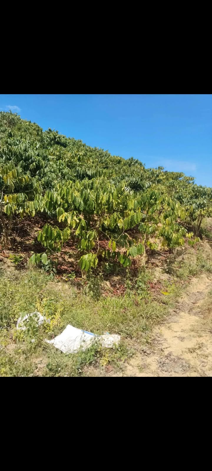 Đất Farm Đắk R'Măng 1ha giá 700 triệu - Cơ hội đầu tư lý tưởng!