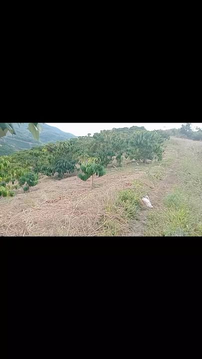 Đất nông nghiệp Đắk R'Măng 20.000m² giá 2.5 tỷ - Cơ hội đầu tư tuyệt vời!