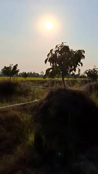 Đất nông nghiệp 10 công tại Sa Đéc, Đồng Tháp - Cạnh sông, giá chỉ 3.8 tỷ