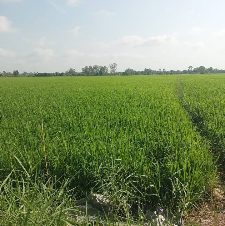 Đất nông nghiệp Lấp Vò 12.000m² giá 2.4 tỷ - Đất 2 mặt tiền thủy lợi đẹp