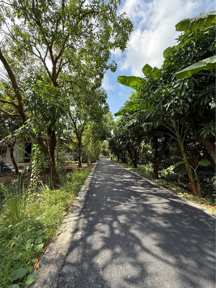 Đất thổ cư mặt tiền Nguyễn Thị Đầm, Cao Lãnh 125m² chỉ 890 triệu - Cơ hội đầu tư hấp dẫn!