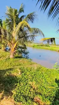 Đất mặt tiền lộ Dal, Xã Đại Tâm, 1134m² giá 600 triệu - Cơ hội đầu tư hấp dẫn!