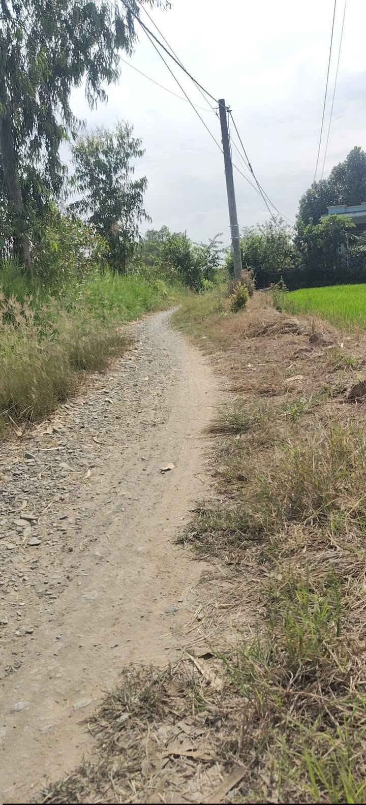 Đất lúa 500m² tại Ấp Nghĩa Chí - Gò Công Đông - Giá chỉ 250 triệu!