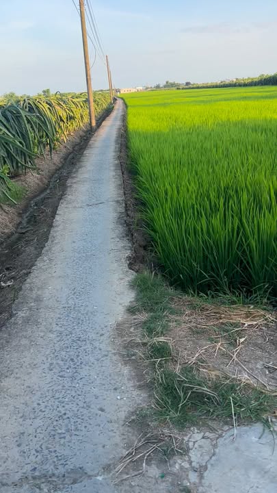 Đất thổ cư 480m² tại Gia Thuận, Gò Công Đông - Giá chỉ 300 triệu