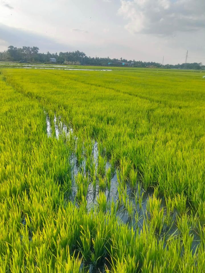 Đất vườn 972m² Phường Khánh Xuân chỉ 230 triệu - Cơ hội vàng đầu tư!