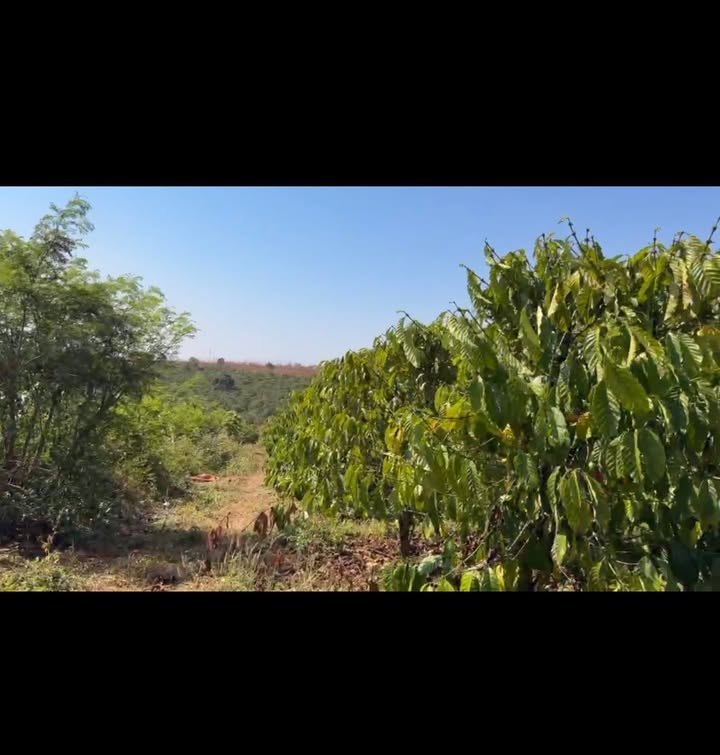 Đất rẫy 3 sào tại Chư Pơng, Chư Sê - Tiềm năng kinh doanh lớn!