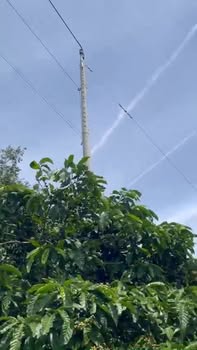 Farm 3ha Ninh Loan, Lâm Đồng giá 6.5 tỷ - View thoáng, đất đỏ bằng phẳng!