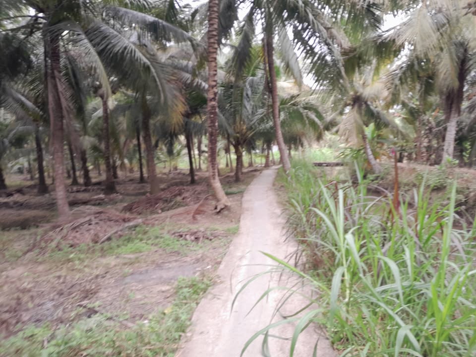 Đất vườn Cầu Kè Trà Vinh 2463m² giá 640 triệu - Đất trồng dừa thu nhập ổn định!