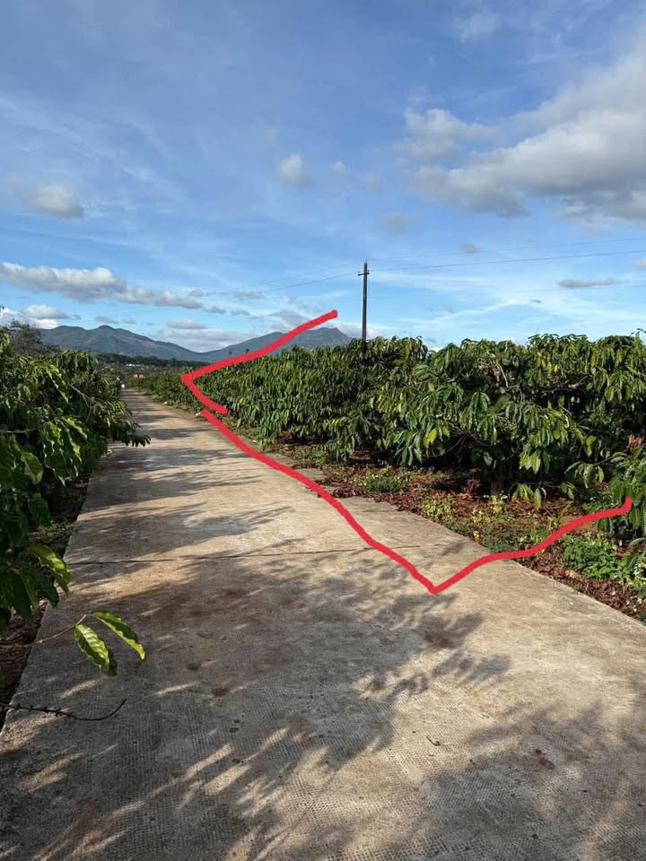 Đất nền hẻm Hàn Thuyên, Biển Hồ, 1035m² - Giá siêu tốt chỉ 47.61 tỷ!