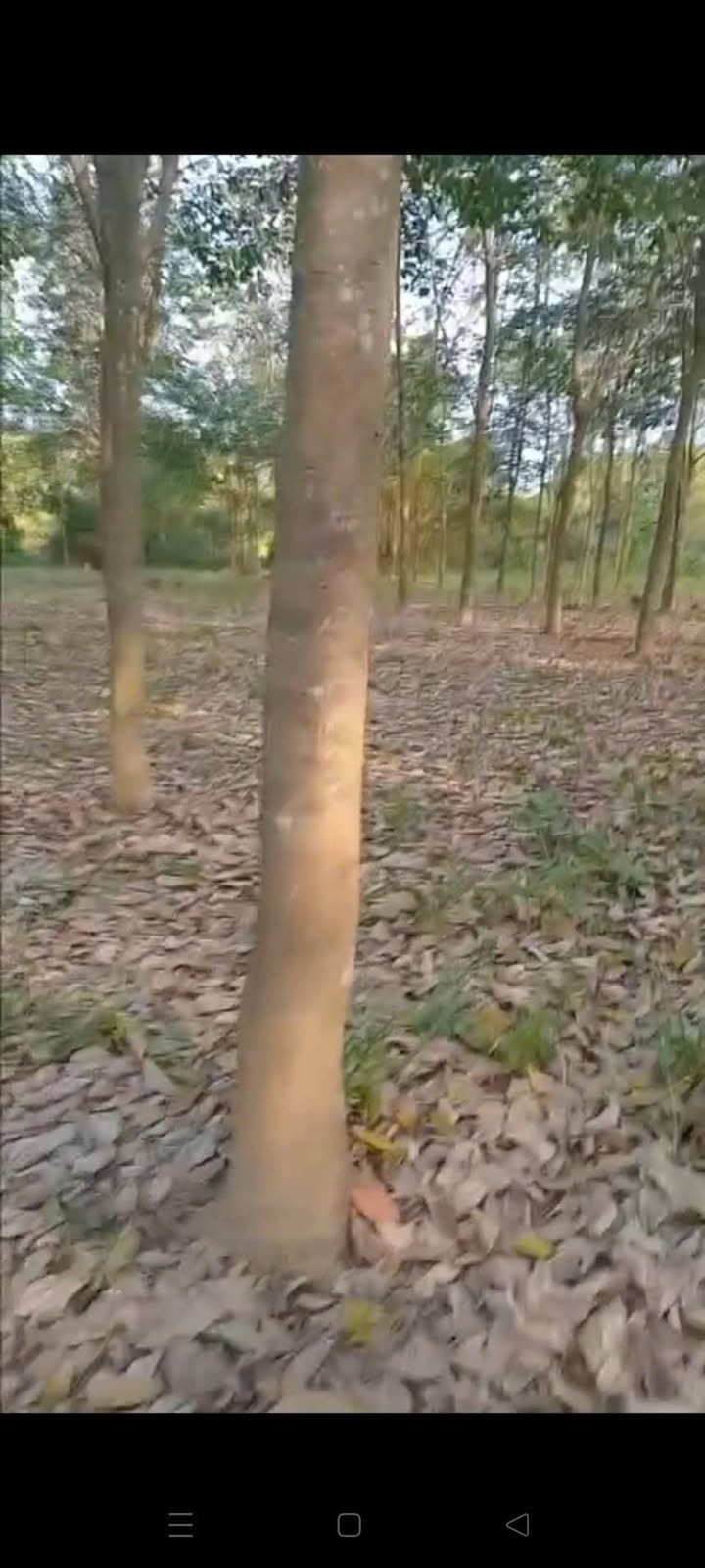 Farm đất cao su 2,4ha tại Đồng Tiến, giá 4 tỷ - Sổ sách đầy đủ!