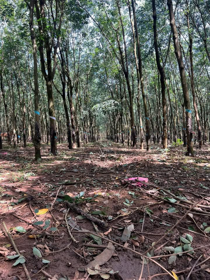 Đất nông nghiệp 1ha tại Tân Hưng, Đồng Phú - Giá chỉ 2 tỷ!