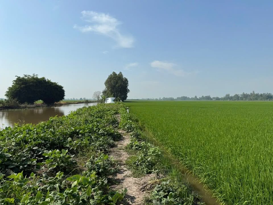 Đất nông nghiệp 11 công tại Hóc Môn 210 triệu - Mặt tiền kênh, tiện lợi giao thông