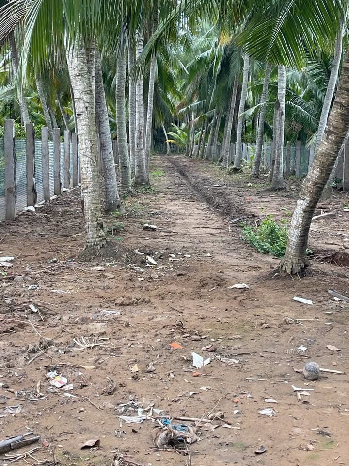 Đất vườn dừa Khánh Thạnh Tân - 1912m² chỉ 3.5 tỷ - Đường huyện lộ rộng rãi!