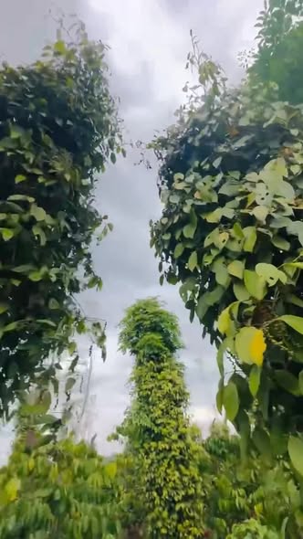 Đất Farm 1.68ha Xã Cuôr KNia, Huyện Buôn Đôn - Giá chỉ 1.213 tỷ, Đường Bê Tông 50m