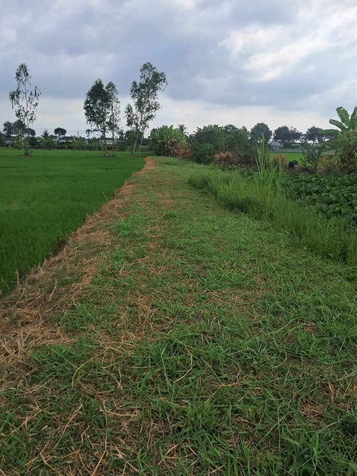 Đất nông nghiệp 1113m² tại Long Chánh, Gò Công - Giá tốt chỉ 389.55 triệu