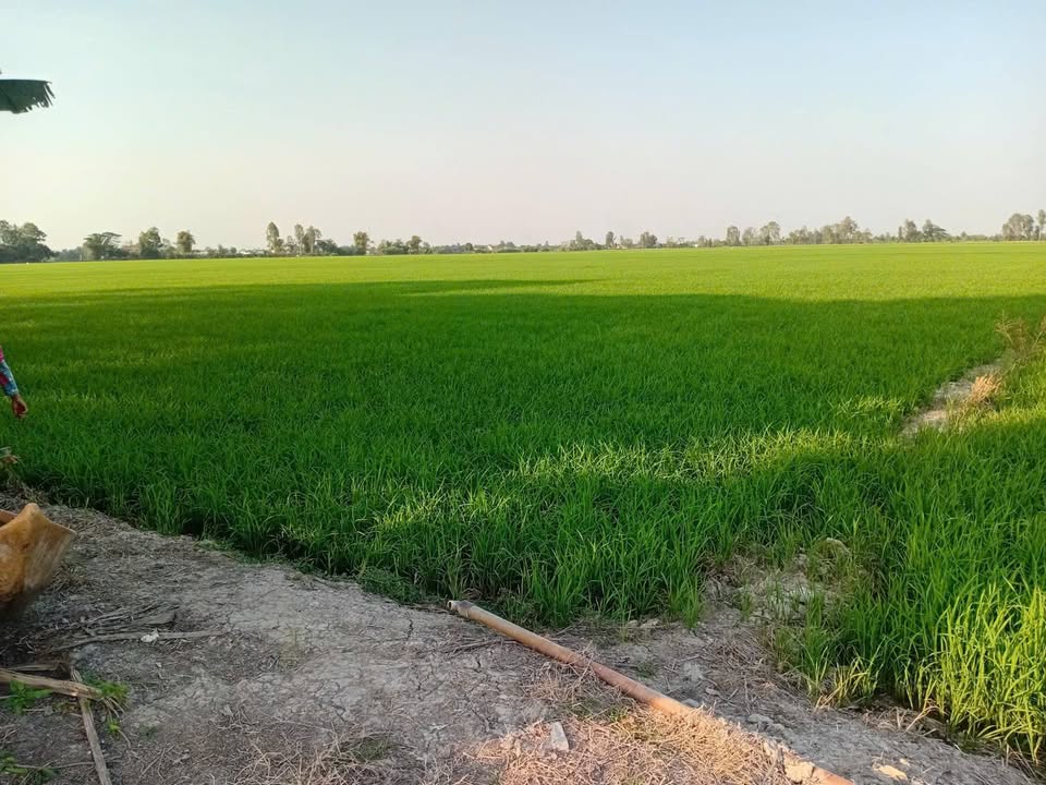 Đất nông nghiệp An Châu 8300m² giá 1.411 tỷ - Cơ hội đầu tư sinh lời!