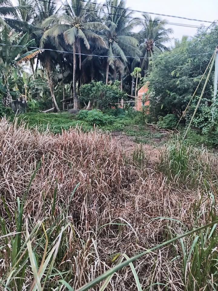 Đất nền 217m² phường Bến Tre, Vĩnh Long giá chỉ 480 triệu - Cơ hội đầu tư lý tưởng!