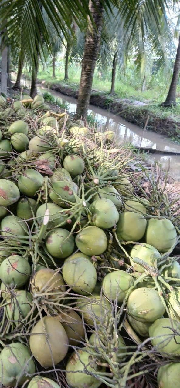 Đất vườn dừa xiêm Hữu Định Châu Thành 3500m² giá 1.68 tỷ - Đầu tư sinh lời ngay!