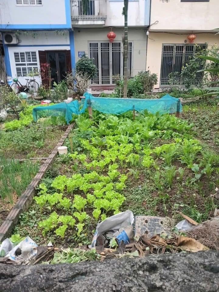 Đất Thổ Cư Xã Đông Mỹ 44.5m² giá 4.2 tỷ - Ngõ Thông Tứ Tung