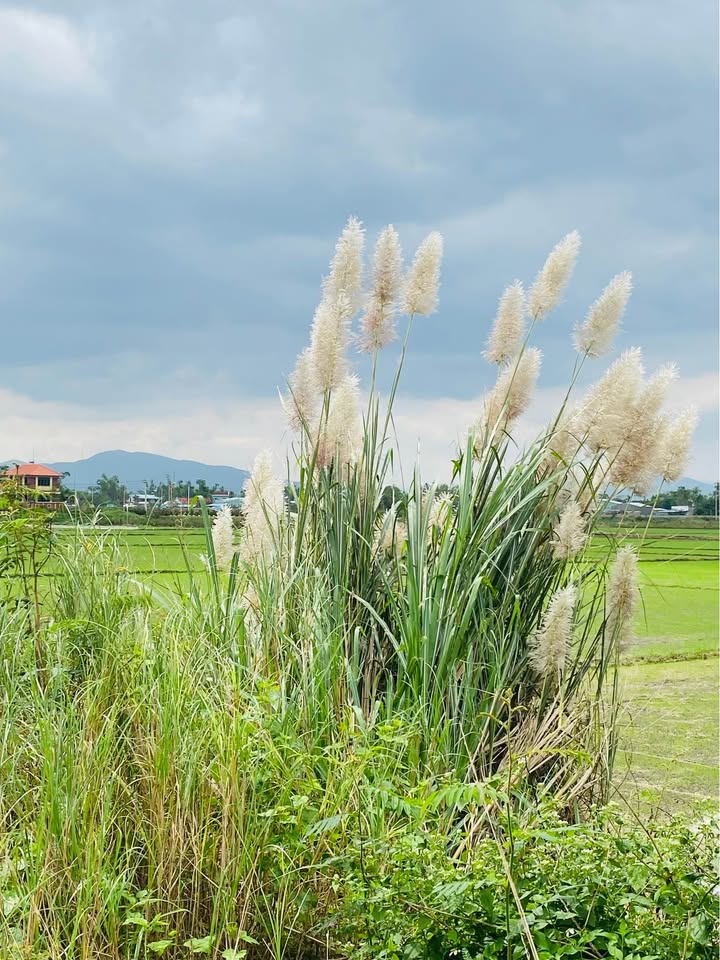 Đất nền Xã Phước An 125m² giá 4xx triệu - Vị trí gần khu công nghiệp