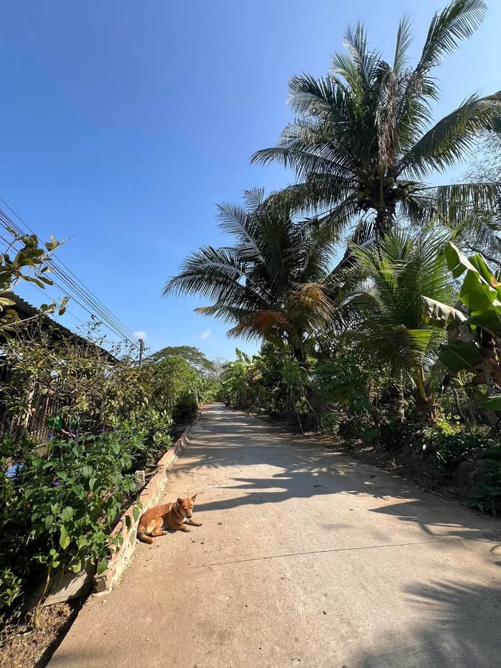 Đất nền 288m² xã Phú Hữu, Cần Thơ giá chỉ 680 triệu - Sổ đỏ chính chủ!