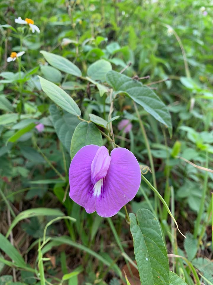 Đất nền 504m² xã Cửa Dương, Phú Quốc giá 4.5 tỷ - Pháp lý rõ ràng, vị trí đắc địa!