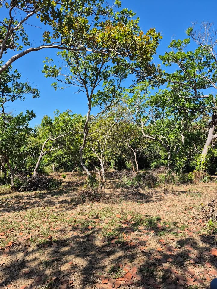 Farm đất Bù Tôm Đoàn Kết 4,85ha giá 5 tỷ - Tiềm năng đầu tư lớn!