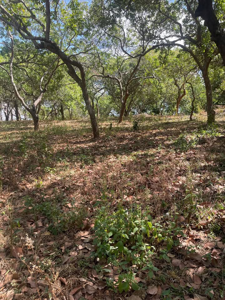 Đất nông nghiệp Thọ Sơn 20.000m² giá 550 triệu - Sổ hồng chính chủ!