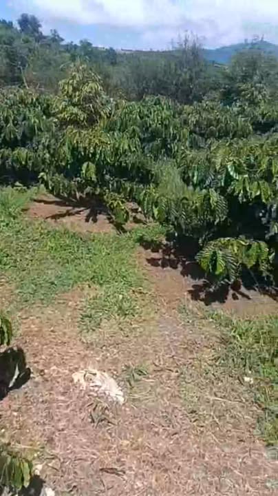 Farm 1ha2 tại Phúc Thọ, Lâm Đồng giá 3 tỷ - Tiềm năng phát triển lớn!